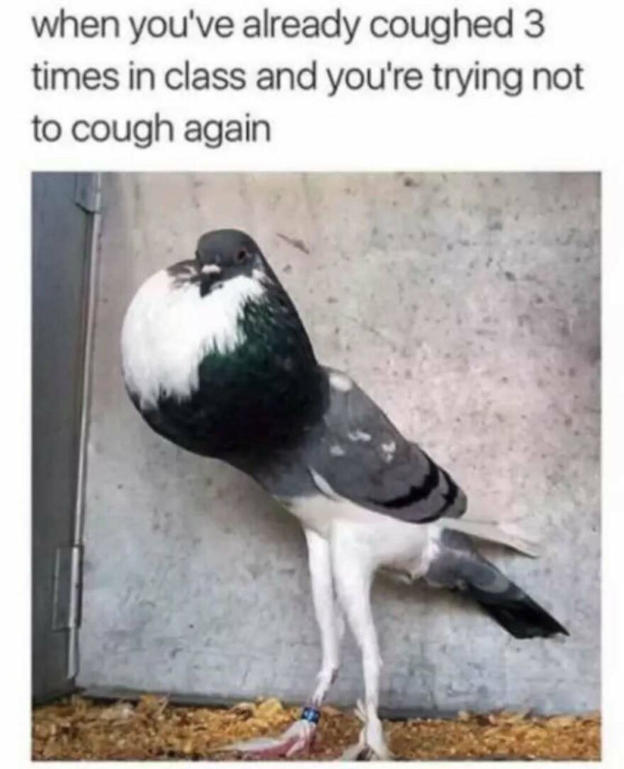 Cute animal meme of a pigeon with a puffed-out chest, trying not to cough. A silly animal meme.