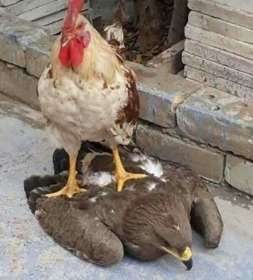 A rooster standing on top of a d**d bird, an unhinged image that is truly cursed.