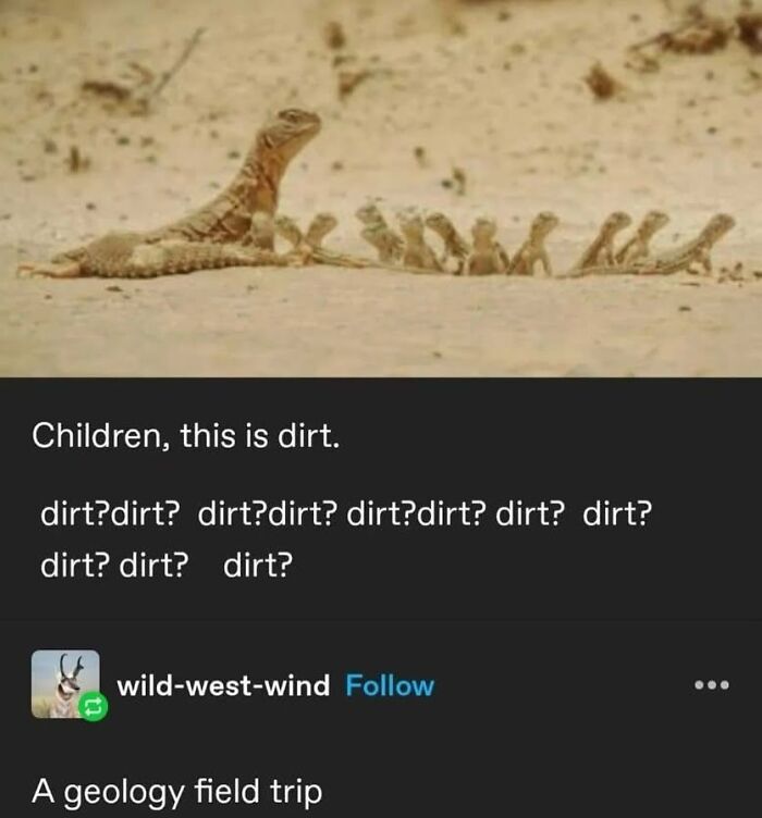 Funny Tumblr post about a lizard teaching its babies about dirt on a geology field trip.