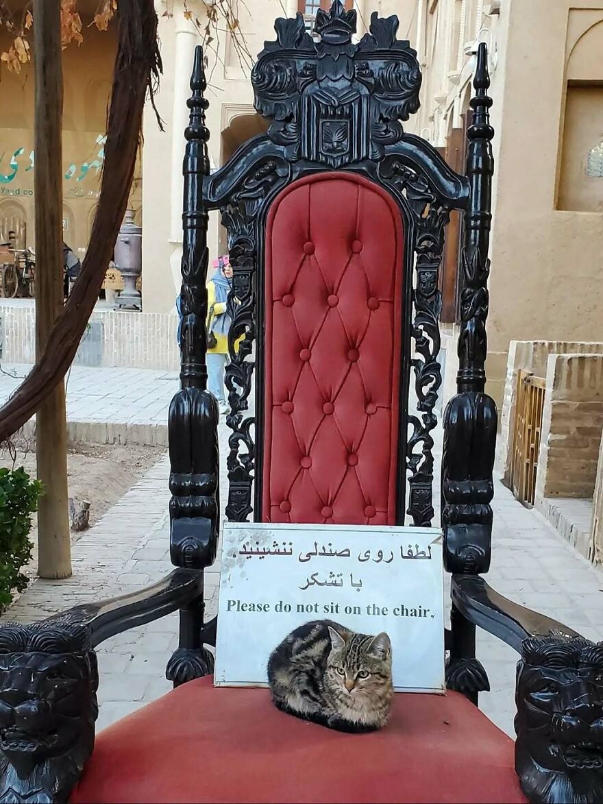 A cursed image of a cat sitting on a large black and red chair, ignoring a sign that says Please do not sit.
