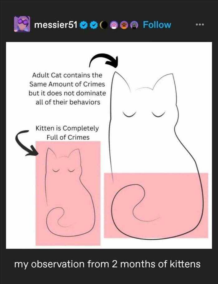 Funny Tumblr post illustrating how kittens are full of crimes compared to adult cats.