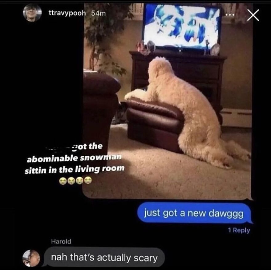 A screenshot of a text conversation about a dog resembling a snowman, a cursed image that is scary.
