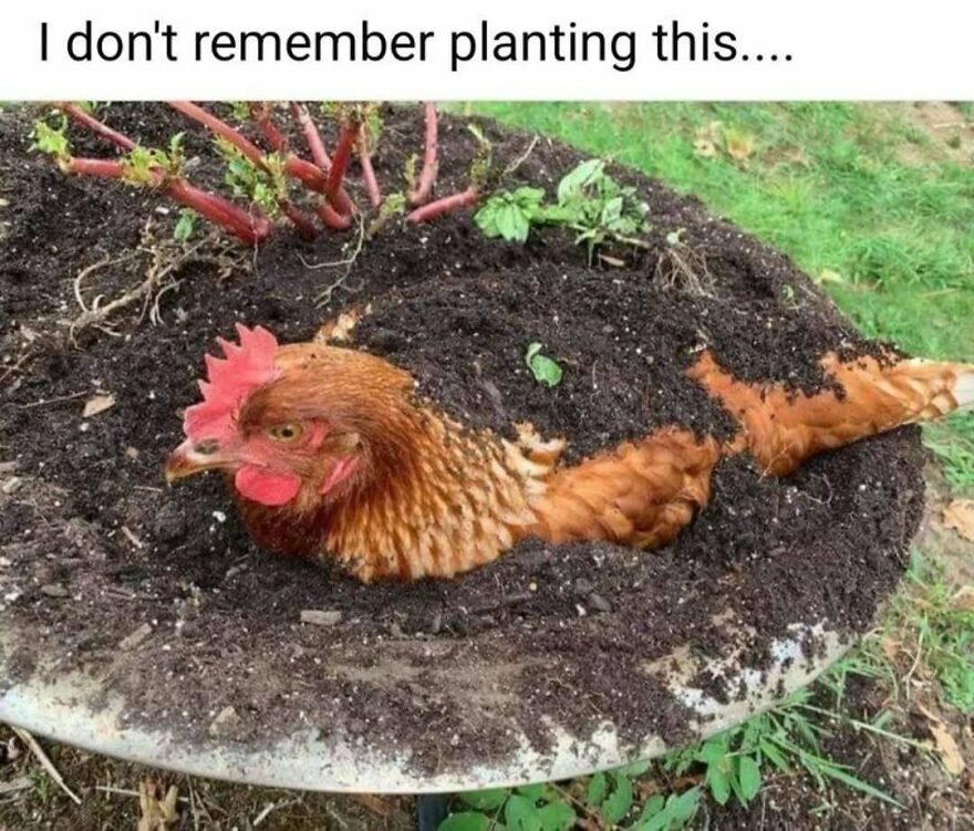 Silly animal meme of a chicken half-buried in a planter, looking confused. A cute animal meme.