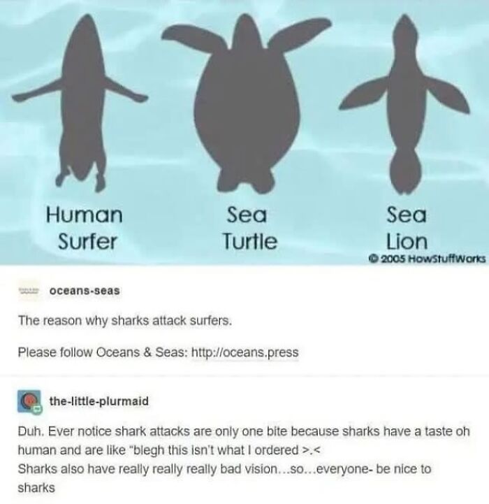 A funny Tumblr post showing silhouettes of a human surfer, sea turtle, and sea lion to explain shark attacks.