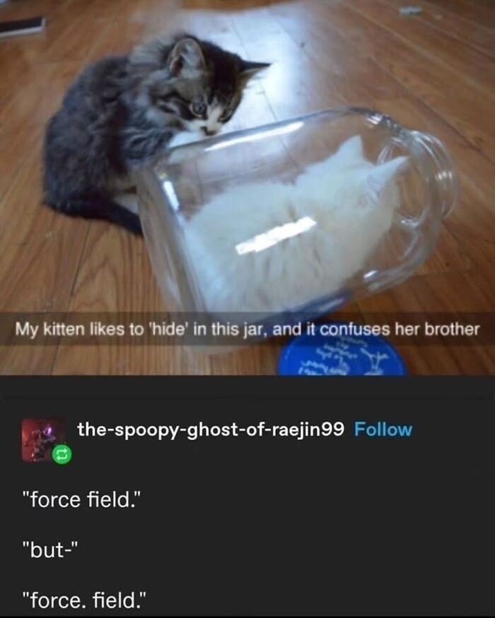 A funny Tumblr post showing a tabby kitten looking confused at a white kitten in a glass jar, with a caption about it.