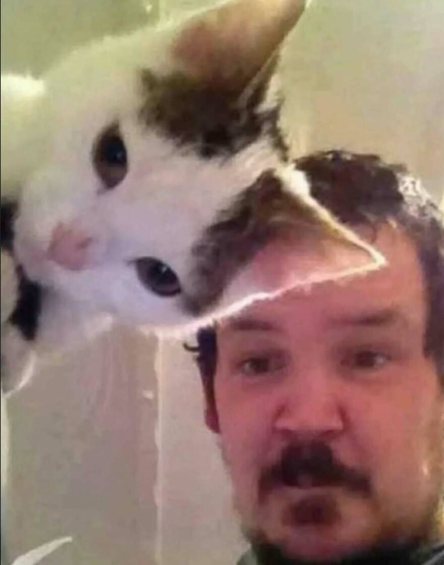A cursed image of a playful kitten peering over a mans head, creating a funny, unhinged photo.