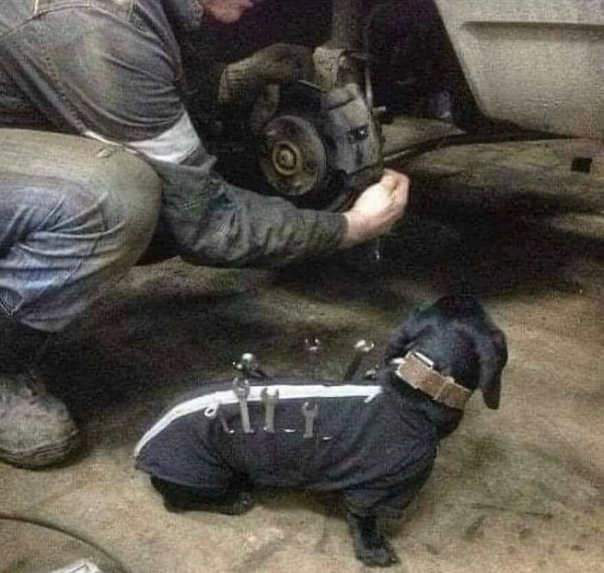 A cursed image of a man working on a car with a dachshund wearing a tool vest, a random and unhinged helper.