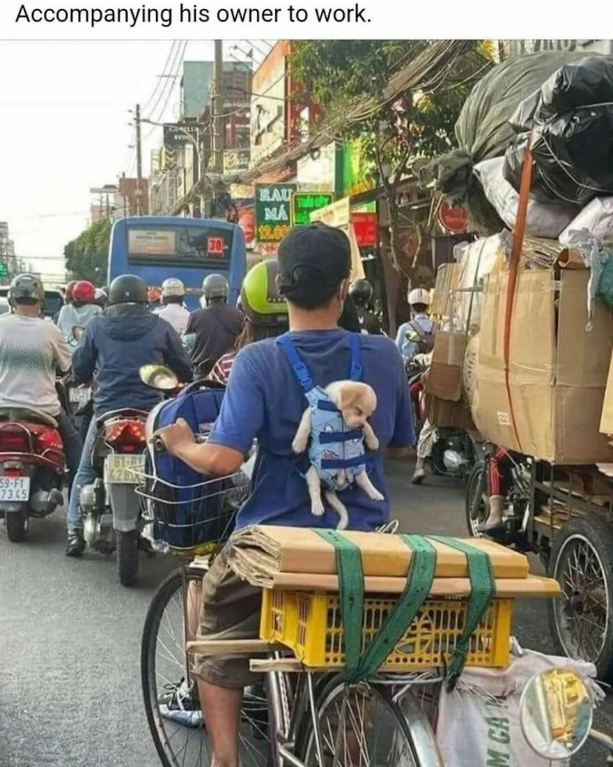 A person riding a bicycle with a small puppy in a carrier on their back, on a busy street. Cute animal meme.