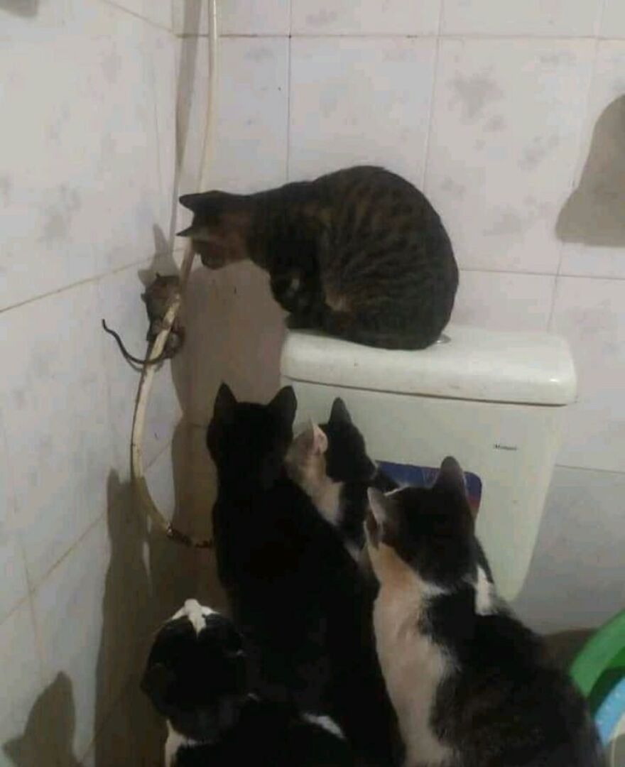 Several cats intently watching a snake on a pipe, a cursed and unhinged image.