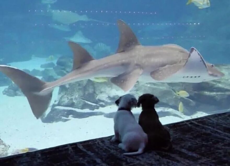 Two cute puppies gazing at a large shark and other marine life in a huge aquarium, an unhinged image.