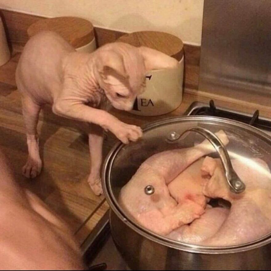 A hairless sphynx cat curiously reaching into a pot of raw chicken on a stove, a truly cursed image.