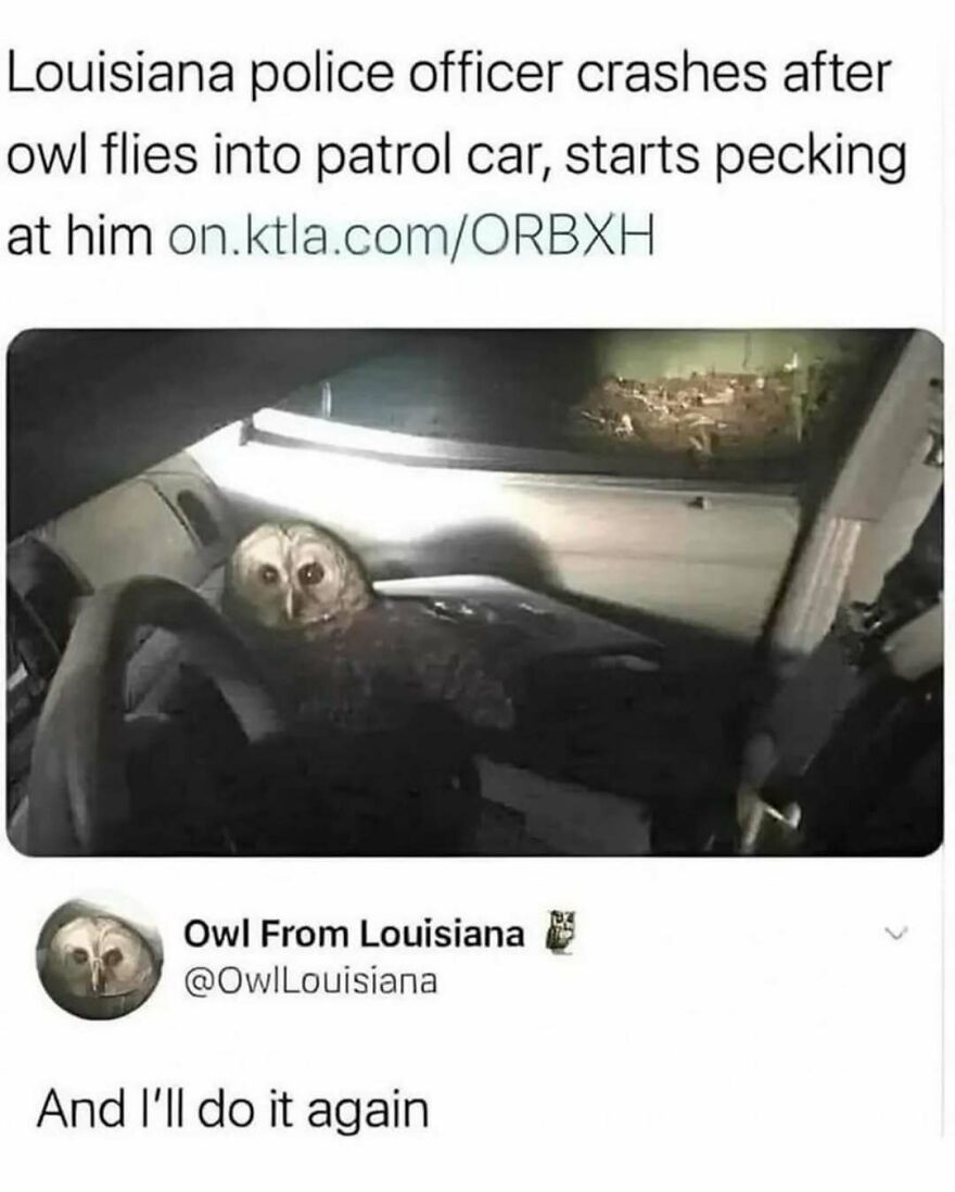 An owl inside a patrol car, looking towards the camera, with text about an owl crashing into a car. Silly animal meme.
