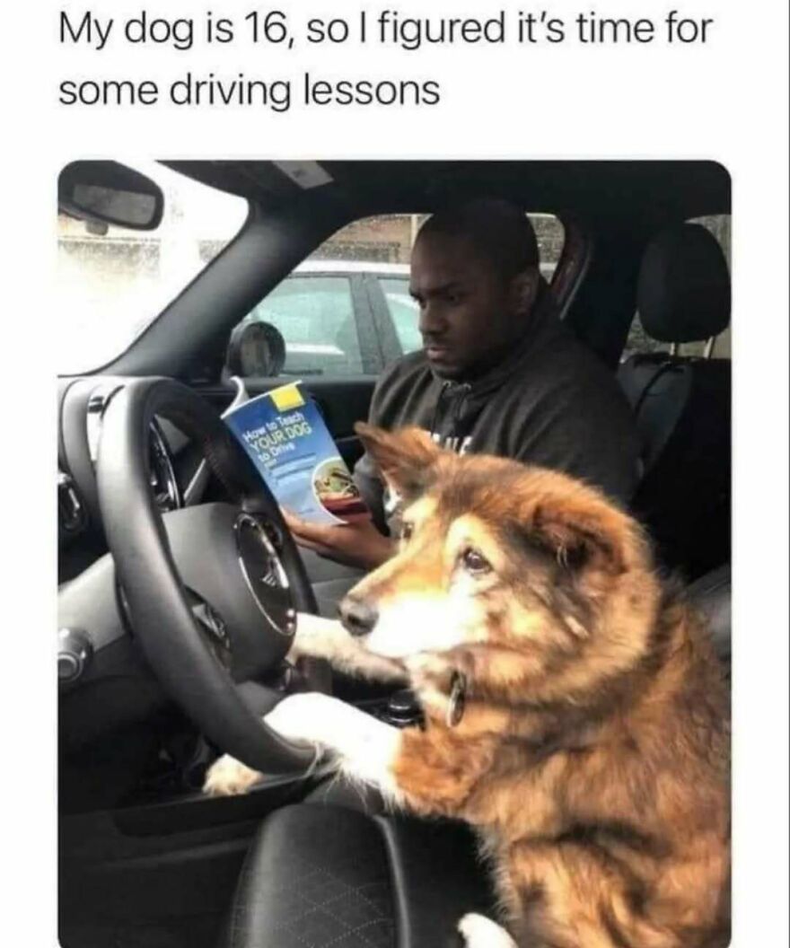 A man in a car with a dog behind the wheel, holding a book titled How to Teach Your Dog to Drive. Cute animal meme.