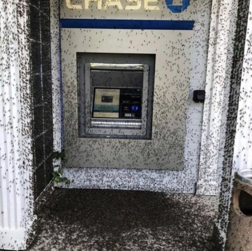 A Chase ATM covered in a swarm of flying insects, a truly cursed image.