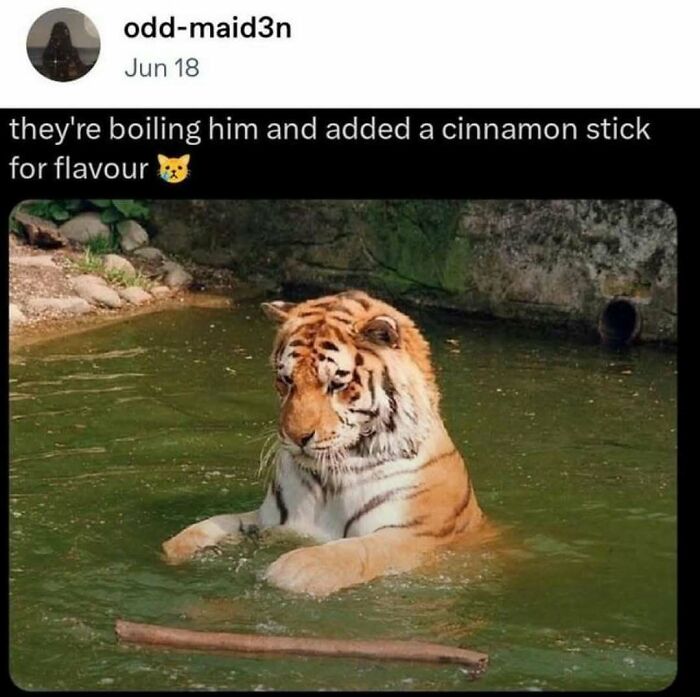 A funny Tumblr post featuring a tiger sitting in water with a stick, captioned as being boiled with a cinnamon stick.