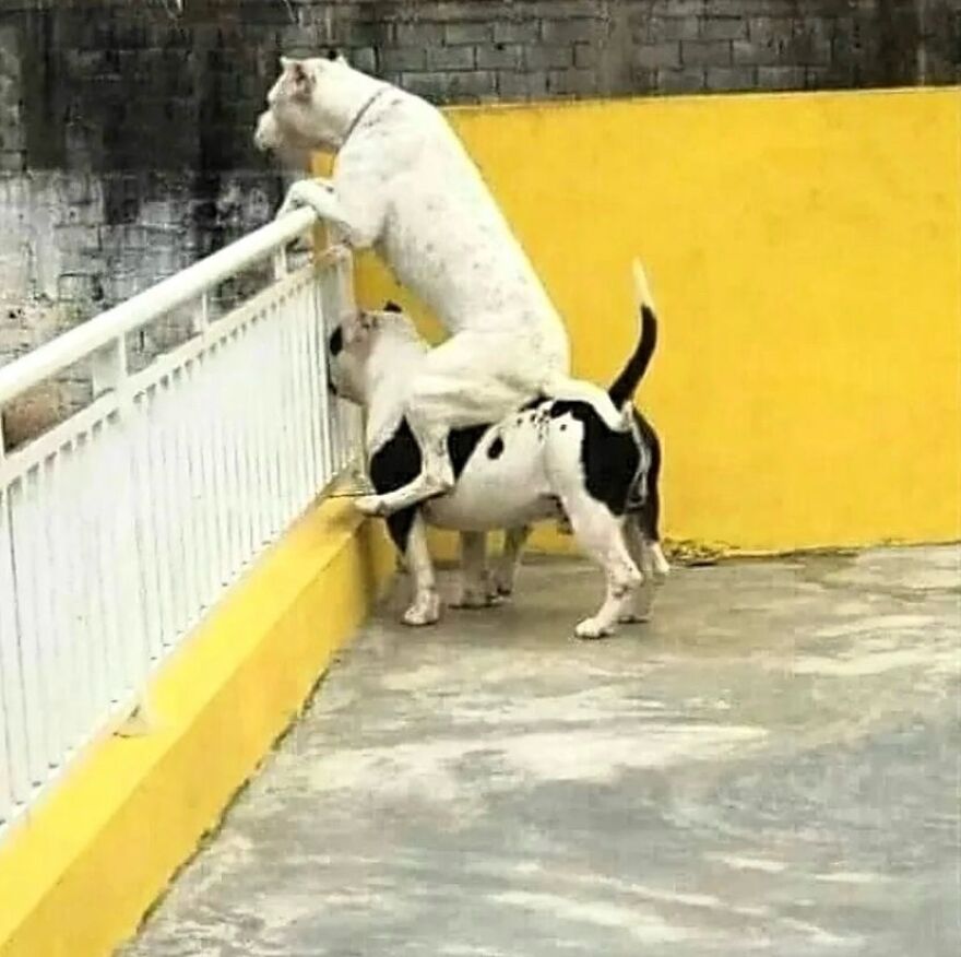Two unhinged dogs in a funny position that makes for a cursed image.