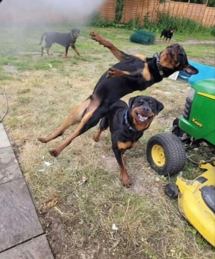 Two unhinged dogs in a funny position that makes for a cursed image.