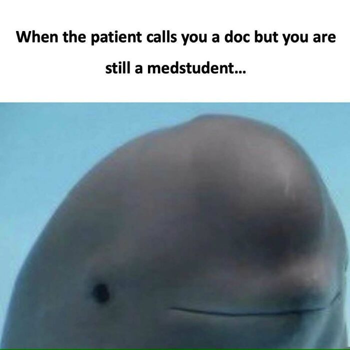 A funny medical meme featuring a dolphin with the text When the patient calls you a doc but you are still a medstudent.