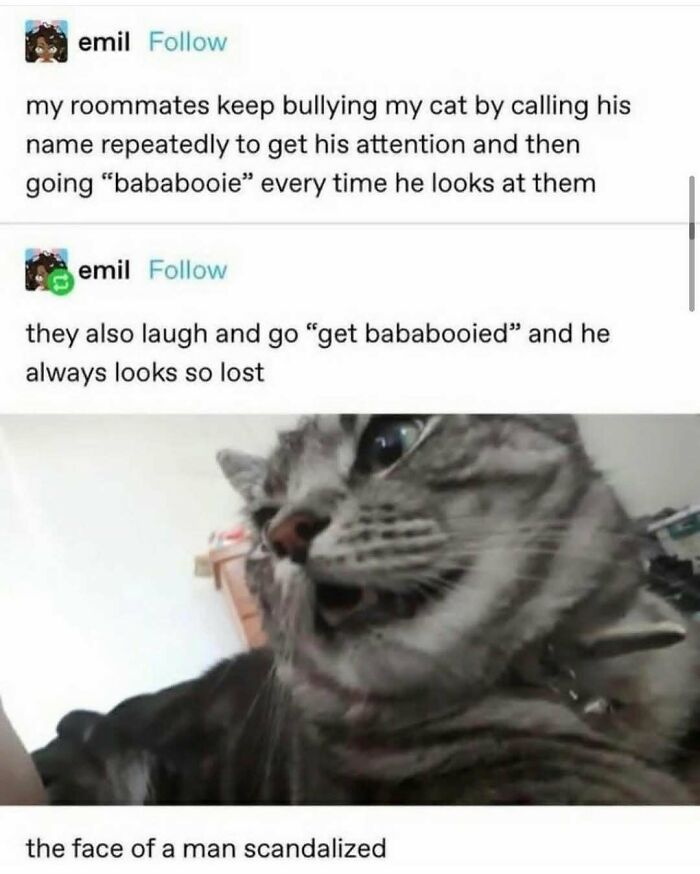 Funny Tumblr post showing a cat looking scandalized by roommates repeatedly saying 'bababooie'.