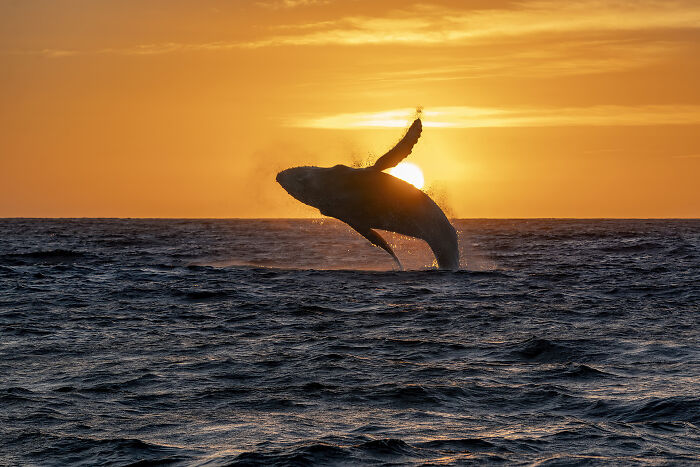 The Golden Whale By Andrea Izzotti