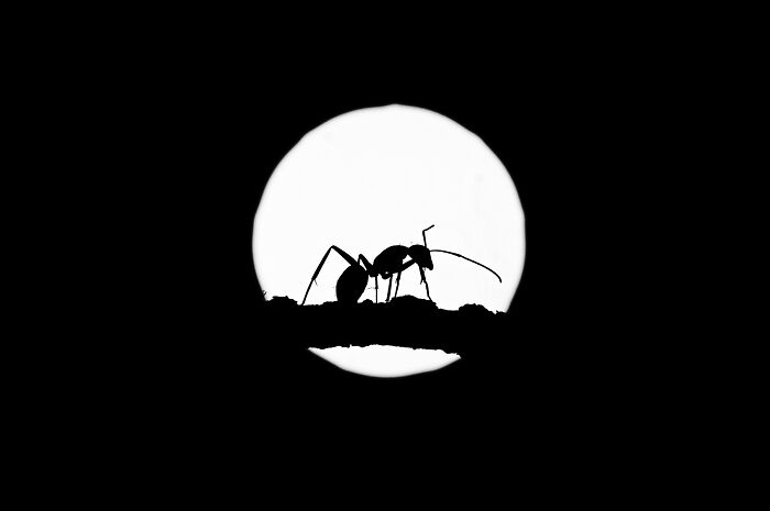 Black & White, 1st Place: Ant With The Moon By Cristian Martínez Blanco
