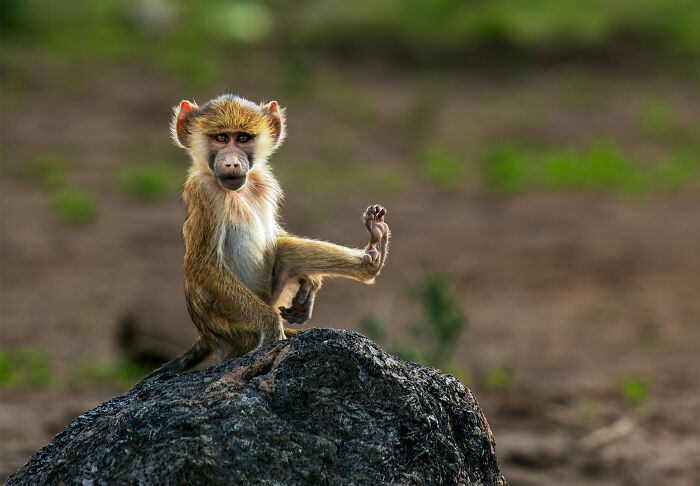 Monkey Business By Wendy Klein