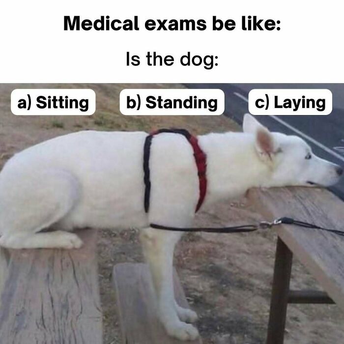 A white dog lying on a bench, posing a funny medical meme question: Is the dog a) Sitting, b) Standing, c) Laying.