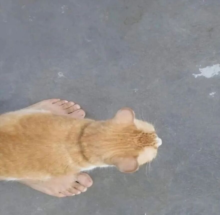 A cursed image from an overhead view of a cat lying on a person's bare feet, blending to look like one entity.