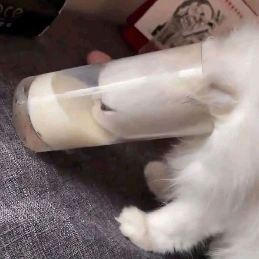 A white cat appears trapped inside a clear glass, an unhinged image that is cursed.