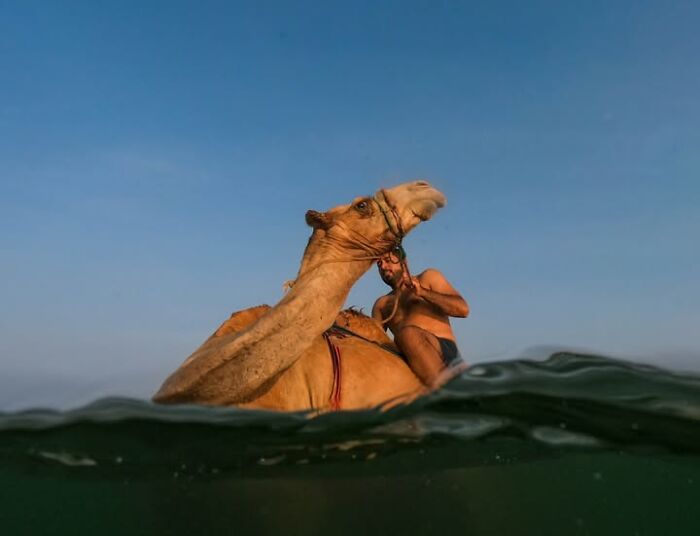 A man on a camel emerging from the water, capturing life across cultures and landscapes by Tittu Shaji Thomas.