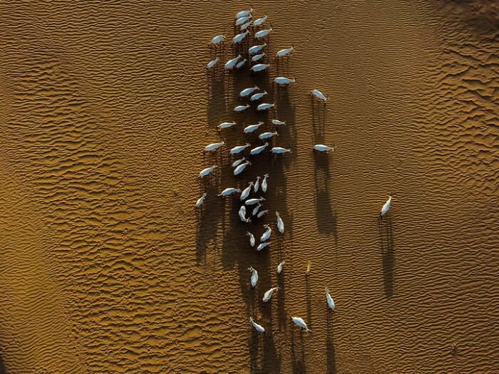 Remarkable photograph by Tittu Shaji Thomas capturing life across cultures and landscapes: a flock of birds on sand.