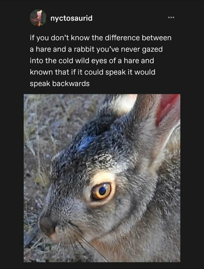 A funny Tumblr post describing the difference between a hare and a rabbit with a close-up of a hare's eye.