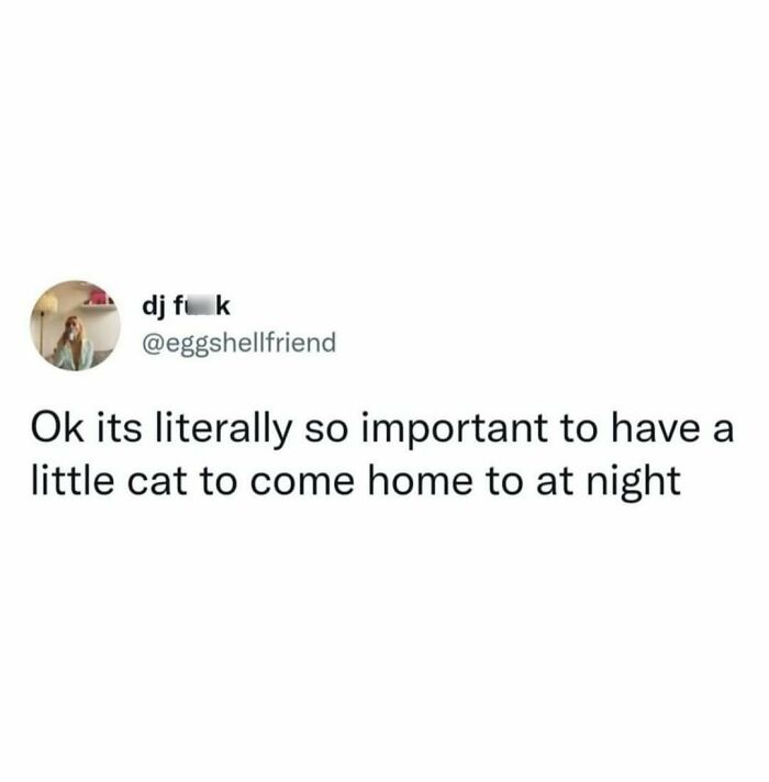 A social media post on a white background stating the importance of having a cat, providing comfort and serotonin memes.