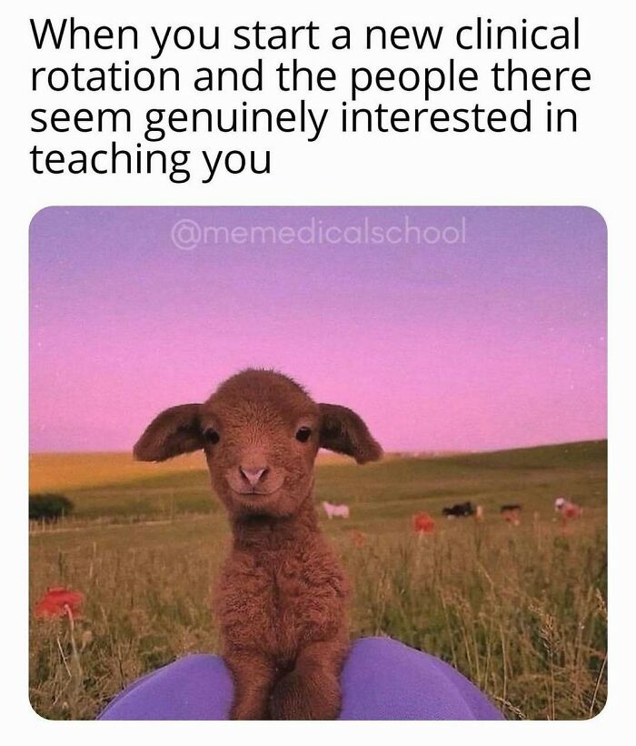 A funny medical meme with a cute lamb representing genuine interest in teaching during clinical rotation.