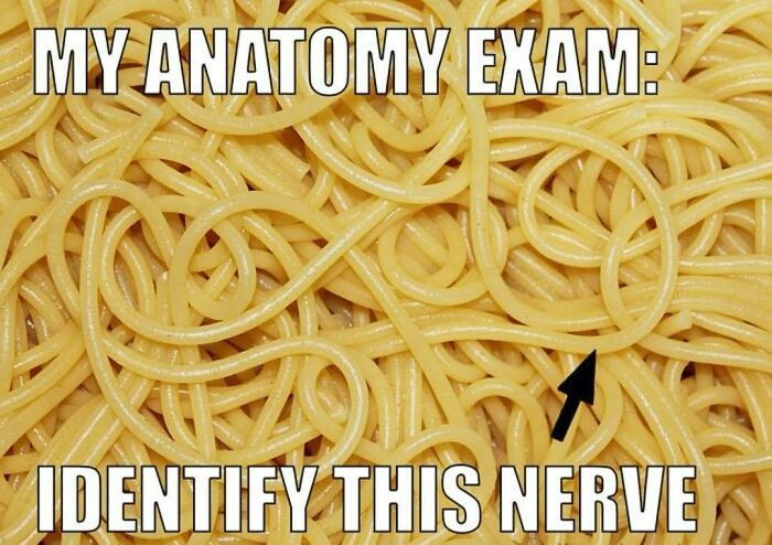 A funny medical meme depicting spaghetti as a complex anatomy exam, asking to identify a nerve within the tangle.