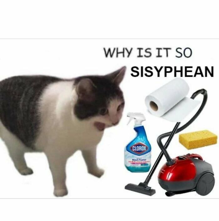 A cat looking stressed next to cleaning supplies, representing the Sisyphean task of cleaning, a serotonin meme.