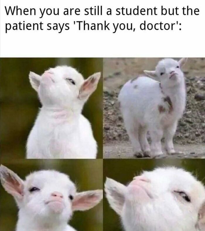 Funny medical meme featuring four images of baby goats looking proud, illustrating a student being called a doctor.