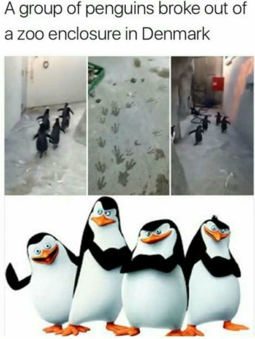 Silly animal memes of penguins escaping a zoo, with paw prints and animated penguins, capturing cute escapades.