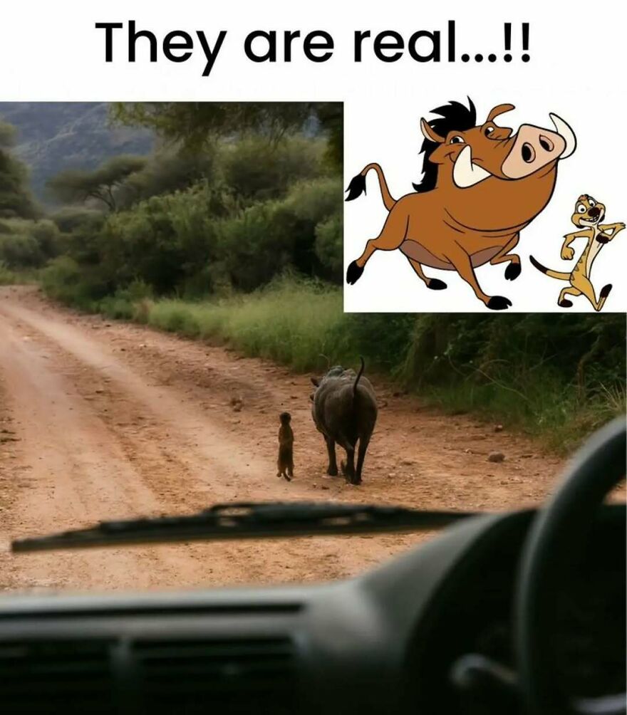 Cute animal memes depicting a warthog and meerkat on a dirt road, resembling Pumbaa and Timon, a silly animal meme.