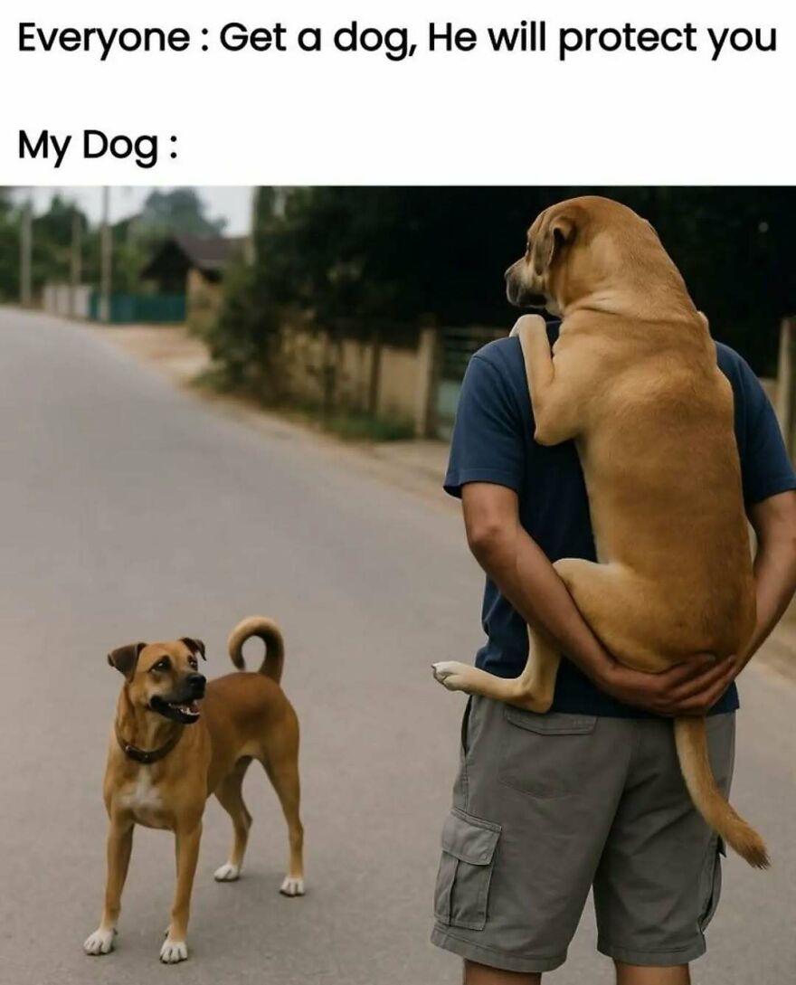 Funny animal memes featuring a man carrying a large dog while another dog stands nearby, showcasing cute pet humor.