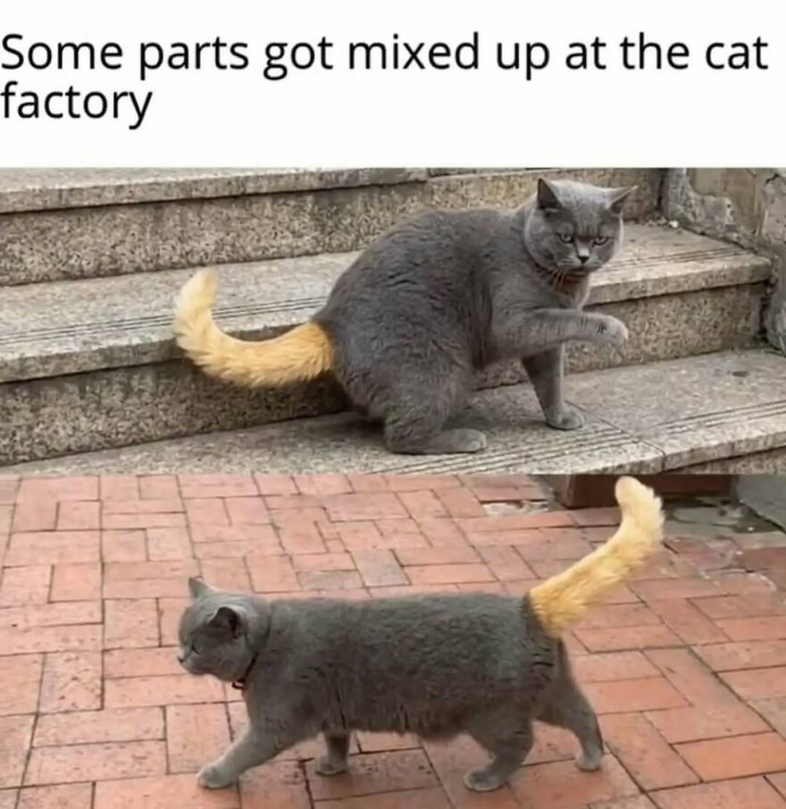 A silly animal meme showing a grey cat with a yellow tail, implying parts got mixed up at the cat factory.