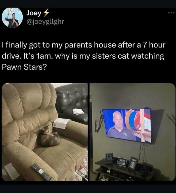 A meme of a cat watching Pawn Stars late at night, a hilarious unhinged moment to change your mood.