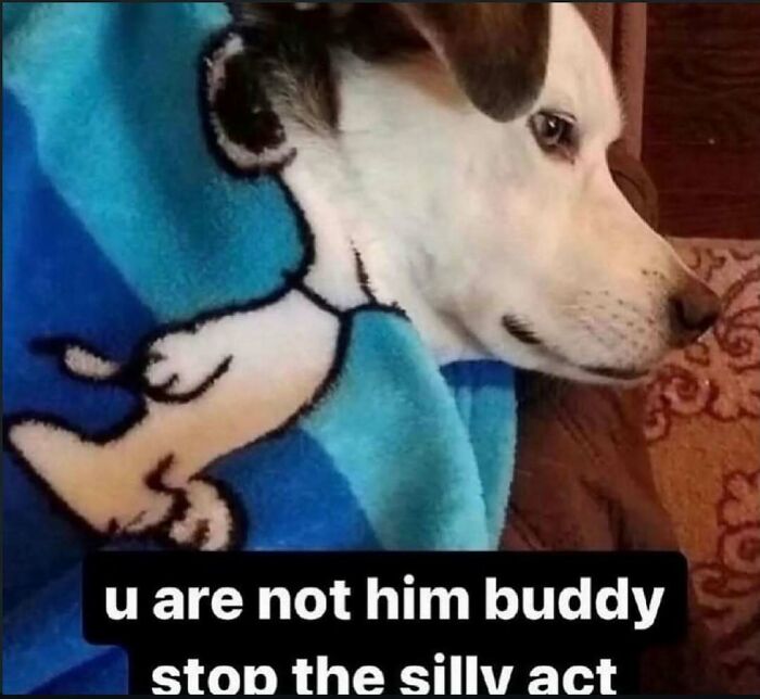 A white dog wrapped in a blue Snoopy blanket, looking sadly to the right, with a caption saying u are not him buddy stop the silly act, as an unhinged meme.