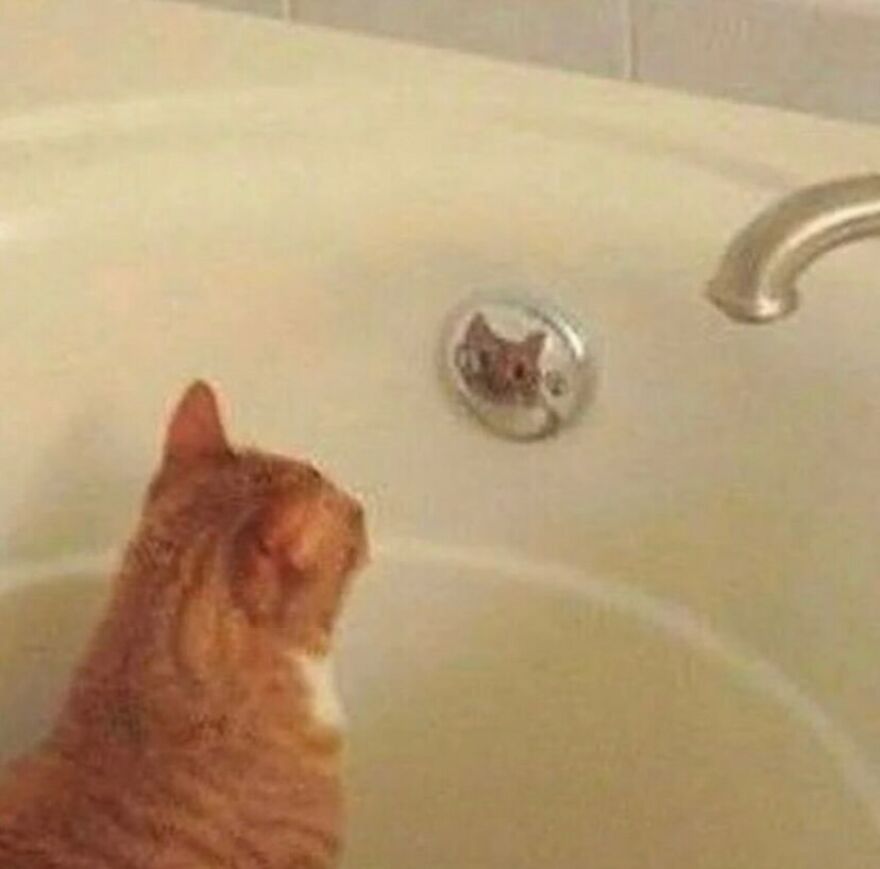 An orange cat looking at its reflection in a bathtub drain, a random and unhinged image.