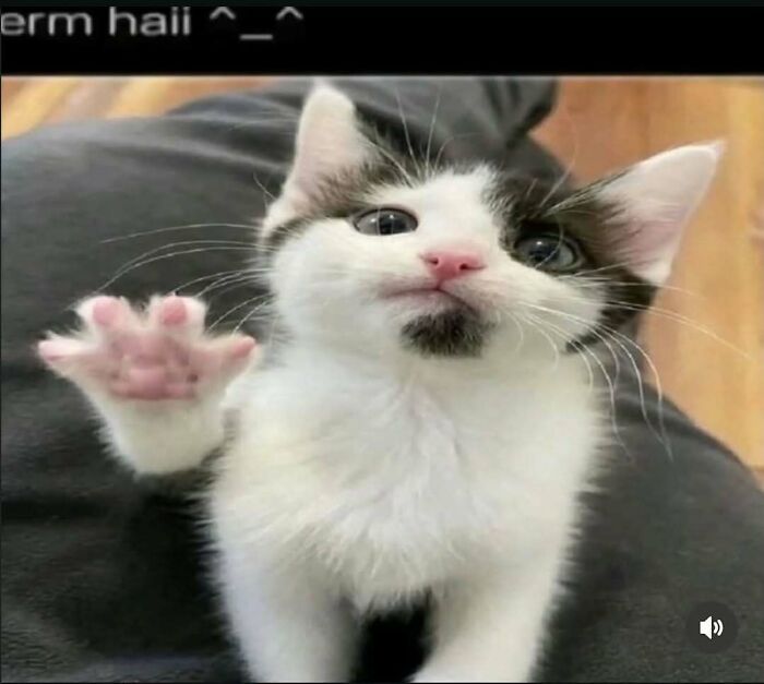A small black and white kitten with a tiny beard, raising its paw, a cute unhinged meme.