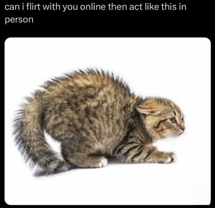 A tiny, scared kitten, an unhinged meme representing awkwardness, changing the mood.
