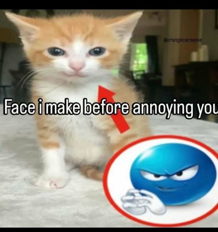 An orange tabby kitten with a mischievous expression, an arrow pointing to its chest, and a blue evil emoji in a red circle, for a funny mood meme.