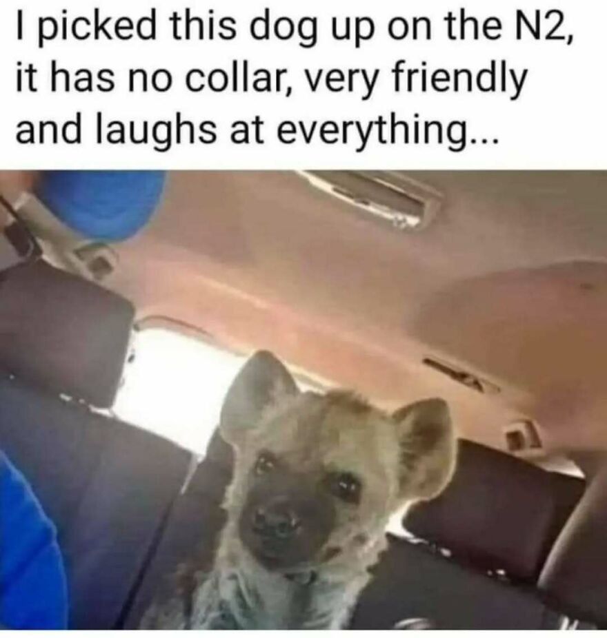 Cute animal meme of a hyena in a car, mistakenly identified as a friendly dog, creating a funny animal meme moment.