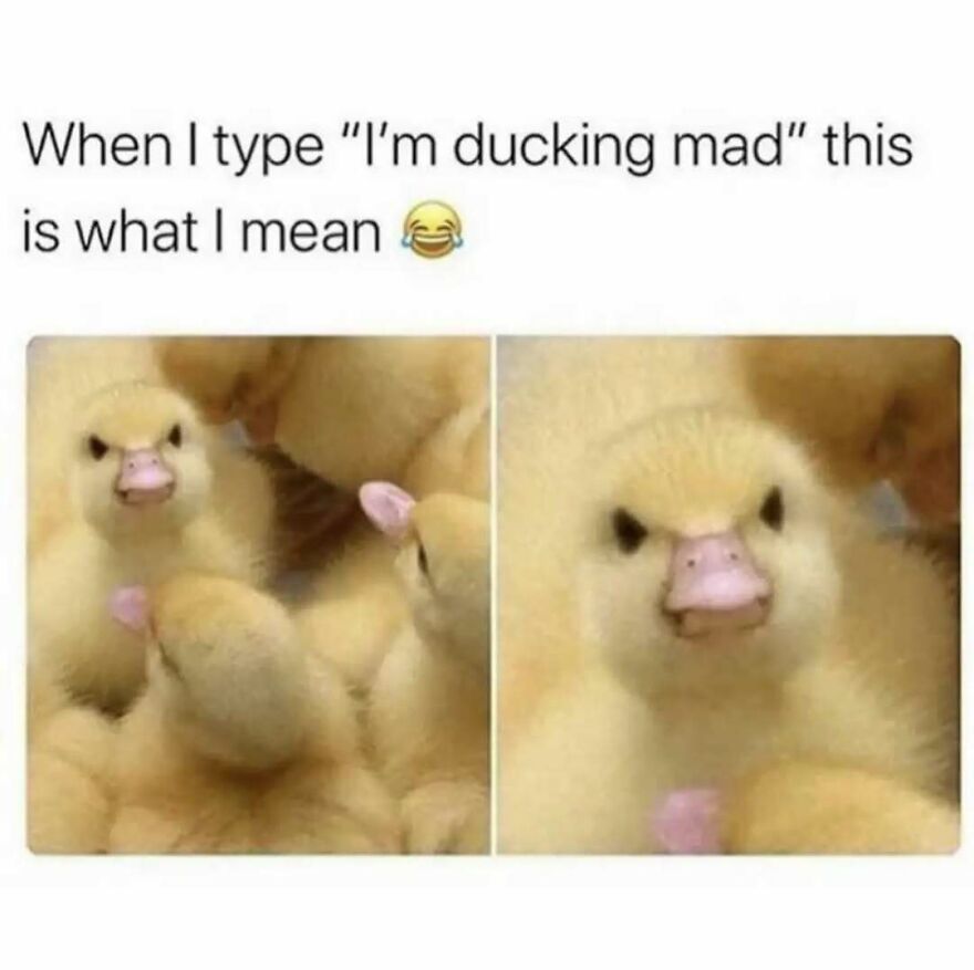 Silly animal meme with an angry duckling, perfectly illustrating cute animal memes about being 'ducking mad'.