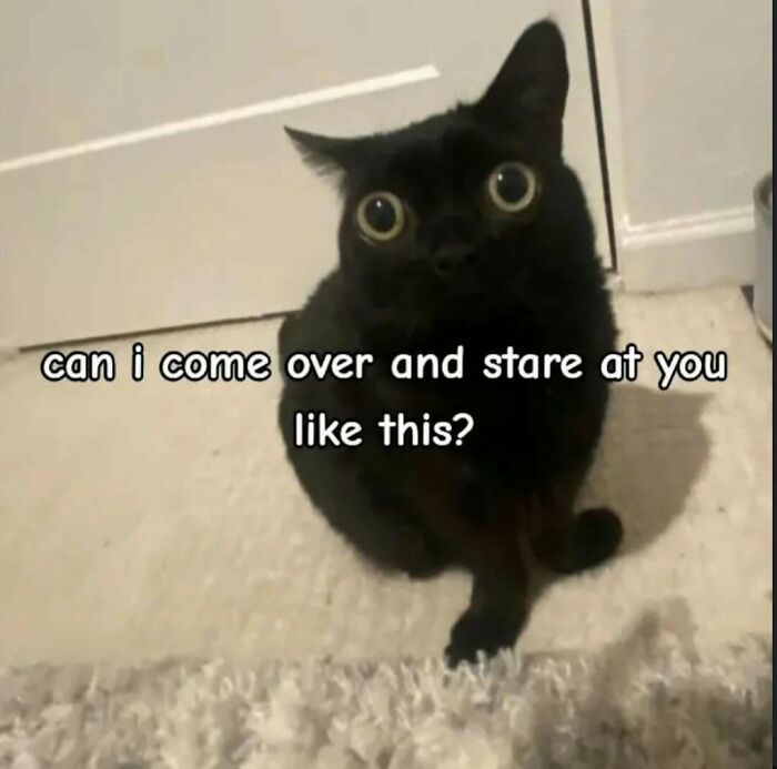 A black cat with wide eyes stares directly at the camera. This unhinged meme is sure to change your mood.